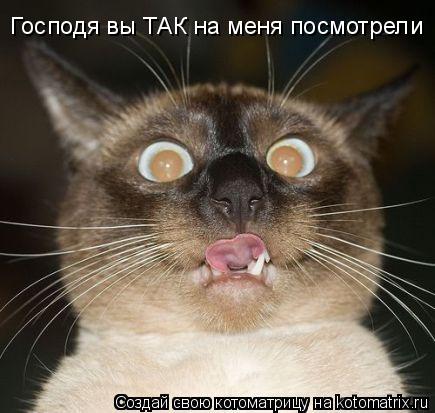 Господя вы ТАК на меня посмотрели Господя вы ТАК на меня посмотрели... Котоматрица: Господя вы ТАК на меня посмотрели Господя вы ТАК на меня посмотрели