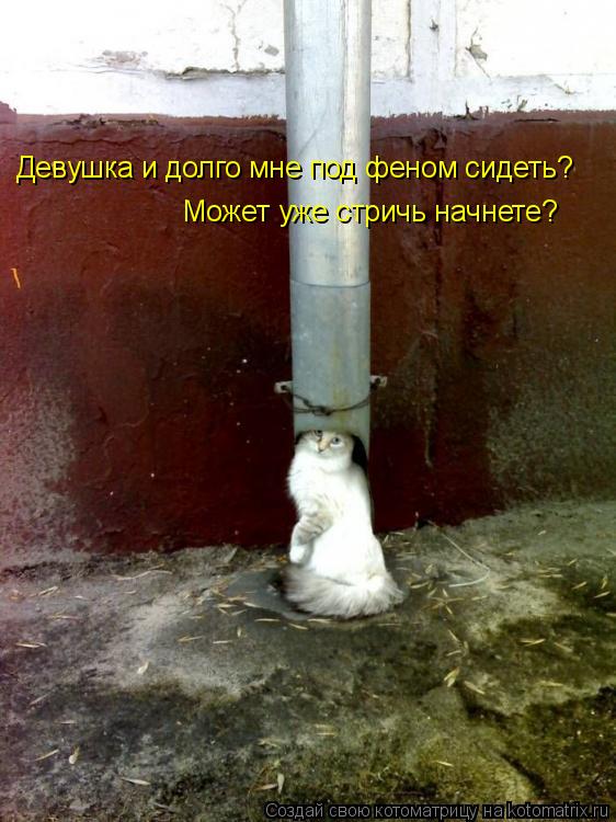 Девушка и долго мне под феном сидеть? Может уже стричь начнете?... Котоматрица: Девушка и долго мне под феном сидеть? Может уже стричь начнете?