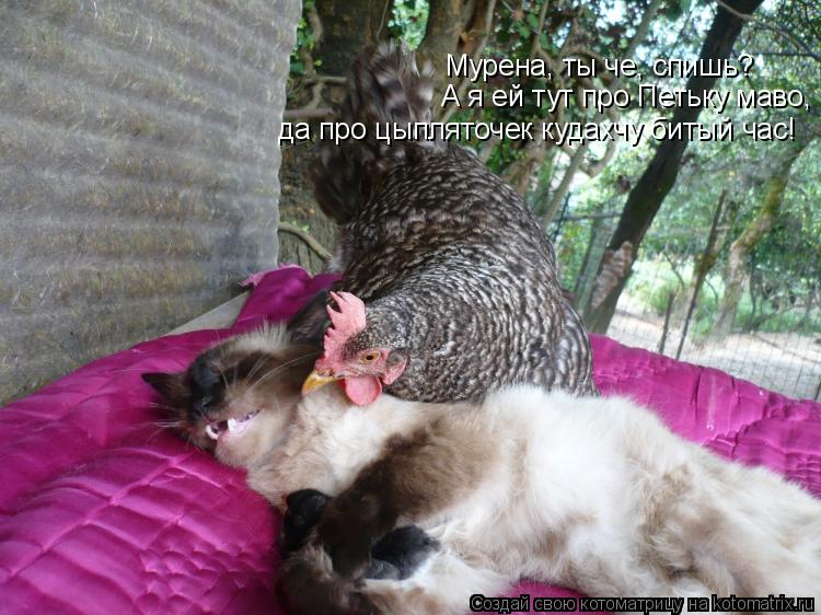 Мурена, ты че, спишь? А я ей тут про Петьку маво, да про цыпляточек кудахчу битый час!... Котоматрица: Мурена, ты че, спишь? А я ей тут про Петьку маво, да про цыпляточек кудахчу битый час!