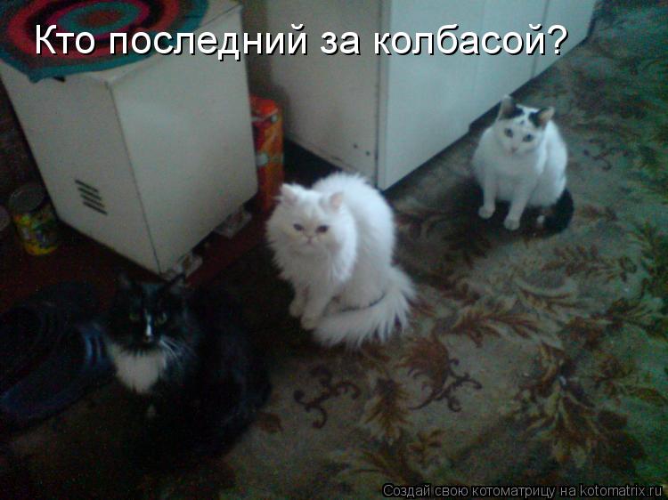 Кто последний за колбасой?... Котоматрица: Кто последний за колбасой?