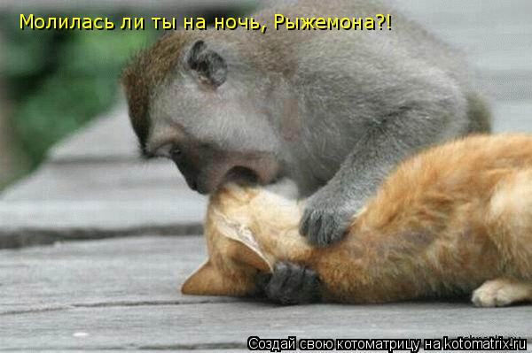 Молилась ли ты на ночь, Рыжемона?!... Котоматрица: Молилась ли ты на ночь, Рыжемона?!