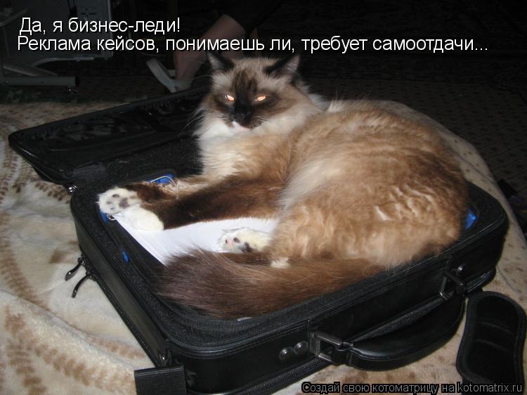 Да, я бизнес-леди! Реклама кейсов, понимаешь ли, требует самоотдачи...... Котоматрица: Да, я бизнес-леди! Реклама кейсов, понимаешь ли, требует самоотдачи...