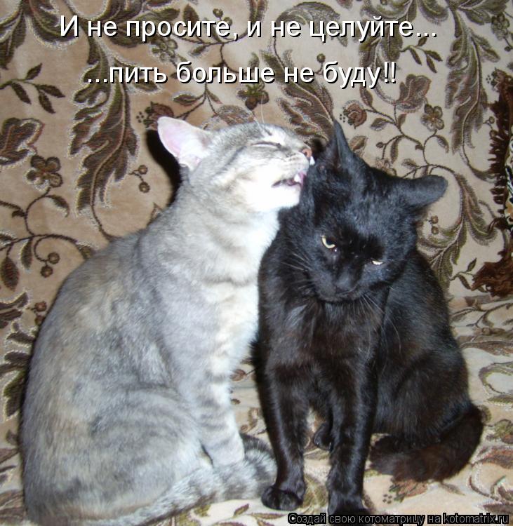 И не просите, и не целуйте... ...пить больше не буду!!... Котоматрица: И не просите, и не целуйте... ...пить больше не буду!!