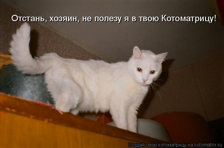 Отстань, хозяин, не полезу я в твою Котоматрицу!... Котоматрица: Отстань, хозяин, не полезу я в твою Котоматрицу!