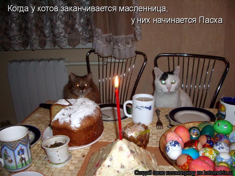 Когда у котов заканчивается масленница, у них начинается Пасха... Котоматрица: Когда у котов заканчивается масленница, у них начинается Пасха