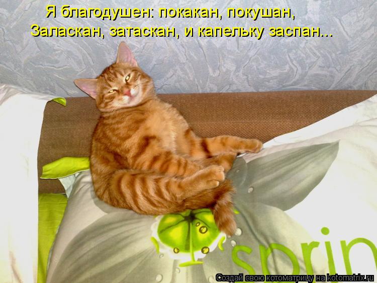 Котоматрица: Я благодушен: покакан, покушан, Заласкан, затаскан, и капельку заспан...