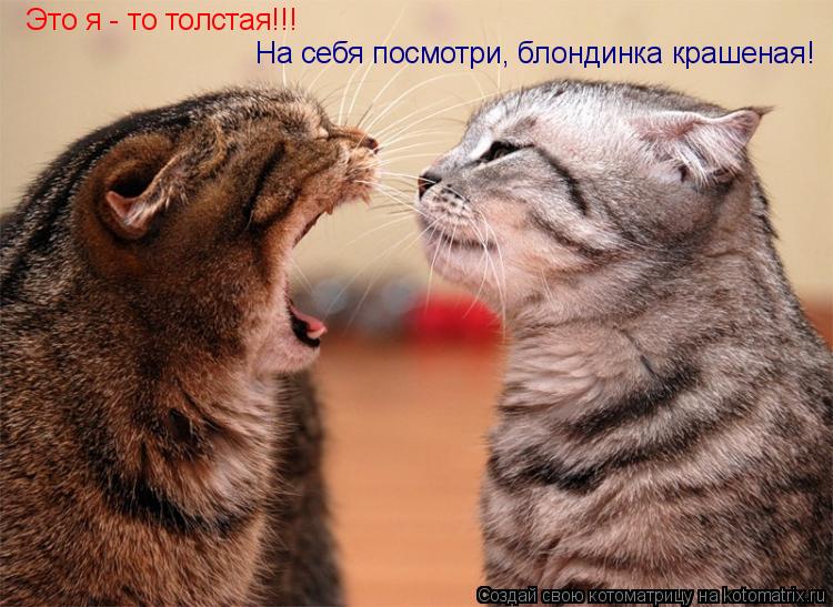 На себя посмотри, блондинка крашеная! Это я - то толстая!!!... Котоматрица: На себя посмотри, блондинка крашеная! Это я - то толстая!!!