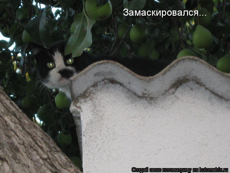 Замаскировался...... Котоматрица: Замаскировался...