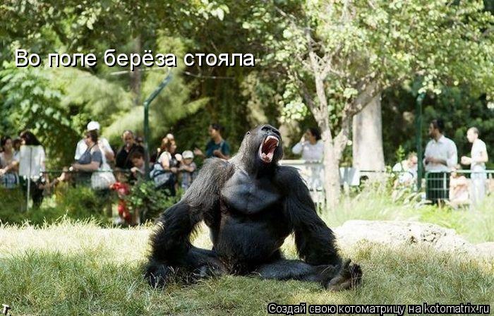 Во поле берёза стояла... Котоматрица: Во поле берёза стояла