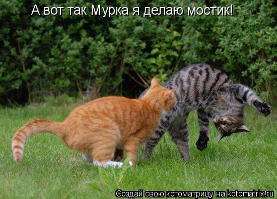 А вот так Мурка я делаю мостик!... Котоматрица: А вот так Мурка я делаю мостик!