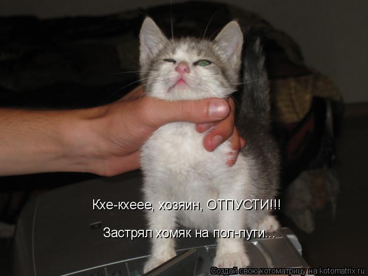 Кхе-кхеее, хозяин, ОТПУСТИ!!! Застрял хомяк на пол-пути...... Котоматрица: Кхе-кхеее, хозяин, ОТПУСТИ!!! Застрял хомяк на пол-пути...