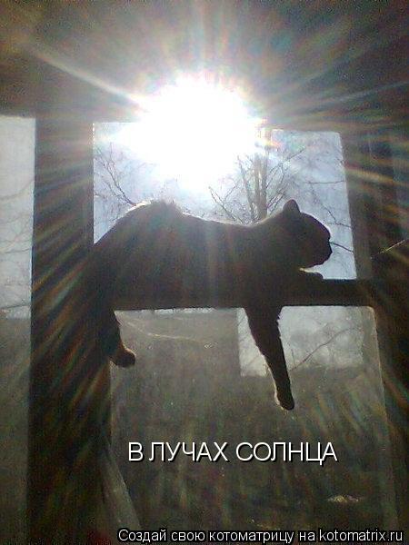 В ЛУЧАХ СОЛНЦА... Котоматрица: В ЛУЧАХ СОЛНЦА