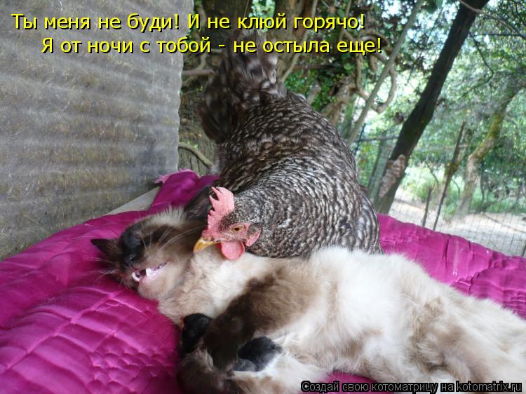 Ты меня не буди! И не клюй горячо! Я от ночи с тобой - не остыла еще!... Котоматрица: Ты меня не буди! И не клюй горячо! Я от ночи с тобой - не остыла еще!