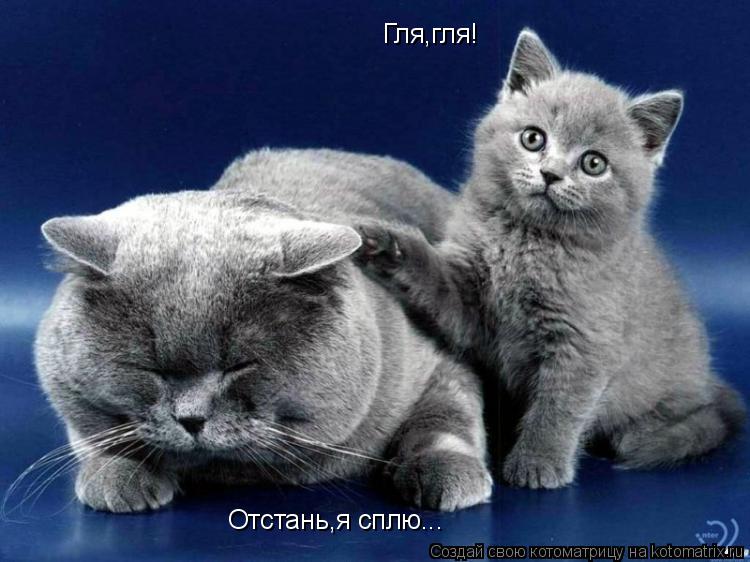 Гля,гля! Отстань,я сплю...... Котоматрица: Гля,гля! Отстань,я сплю...
