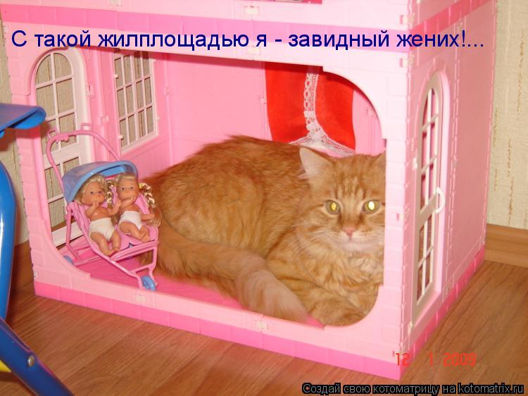 С такой жилплощадью я - завидный жених!...... Котоматрица: С такой жилплощадью я - завидный жених!...