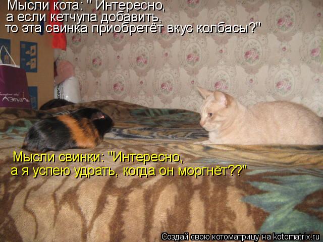 Мысли кота: " Интересно, а если кетчупа добавить, то эта свинка приобретёт вкус колбасы?" Мысли свинк... Котоматрица: Мысли кота: " Интересно, а если кетчупа добавить, то эта свинка приобретёт вкус колбасы?" Мысли свинки: "Интересно, а я успею удрать, когда он м