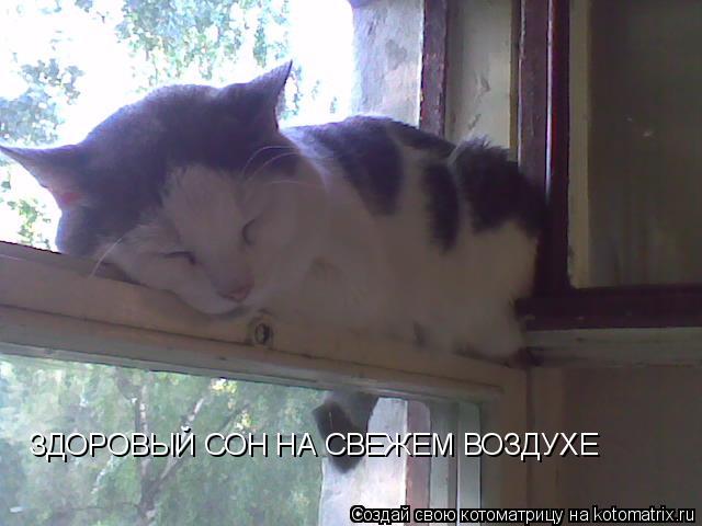 ЗДОРОВЫЙ СОН НА СВЕЖЕМ ВОЗДУХЕ... Котоматрица: ЗДОРОВЫЙ СОН НА СВЕЖЕМ ВОЗДУХЕ