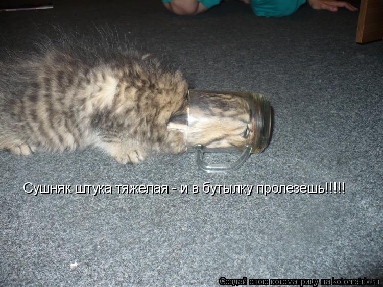 Сушняк штука тяжелая - и в бутылку пролезешь!!!!!... Котоматрица: Сушняк штука тяжелая - и в бутылку пролезешь!!!!!