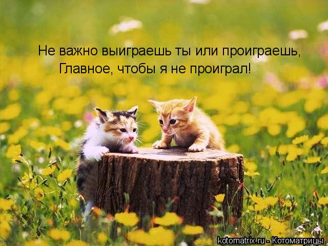 Не важно выиграешь ты или проиграешь, Главное, чтобы я не проиграл!... Котоматрица: Не важно выиграешь ты или проиграешь, Главное, чтобы я не проиграл!