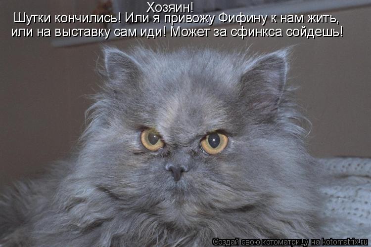 Котоматрица: Хозяин! Шутки кончились! Или я привожу Фифину к нам жить, или на выставку сам иди! Может за сфинкса сойдешь!
