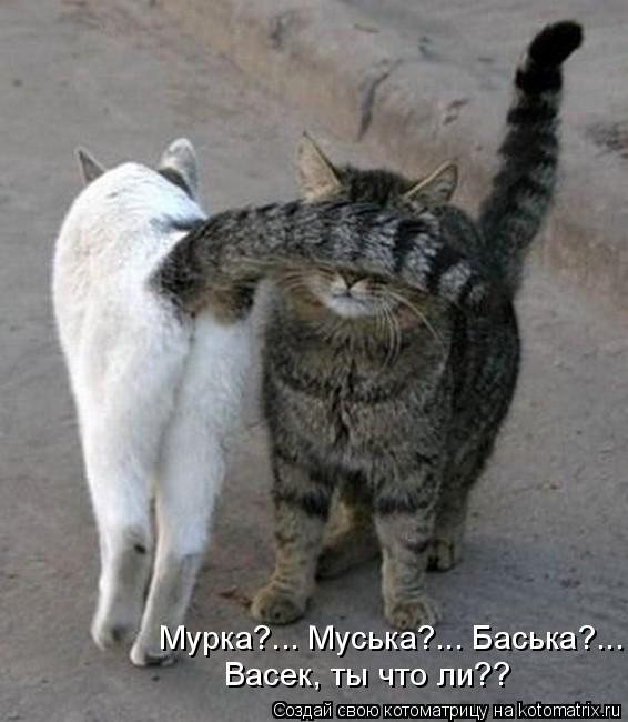 Мурка?... Муська?... Баська?... Васек, ты что ли??... Котоматрица: Мурка?... Муська?... Баська?... Васек, ты что ли??