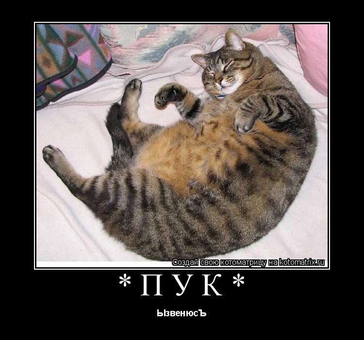 *ПУК* ЫзвенюсЪ... Котоматрица: *ПУК* ЫзвенюсЪ