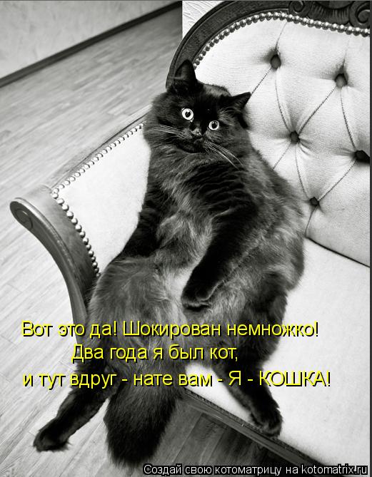 Вот это да! Шокирован немножко! Два года я был кот, и тут вдруг - нате вам - Я - КОШКА!... Котоматрица: Вот это да! Шокирован немножко! Два года я был кот, и тут вдруг - нате вам - Я - КОШКА!