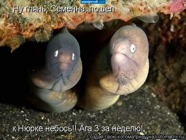 Ну глянь, Семенна, пошел... к Нюрке небось!! Ага 3 за неделю!... Котоматрица: Ну глянь, Семенна, пошел... к Нюрке небось!! Ага 3 за неделю!