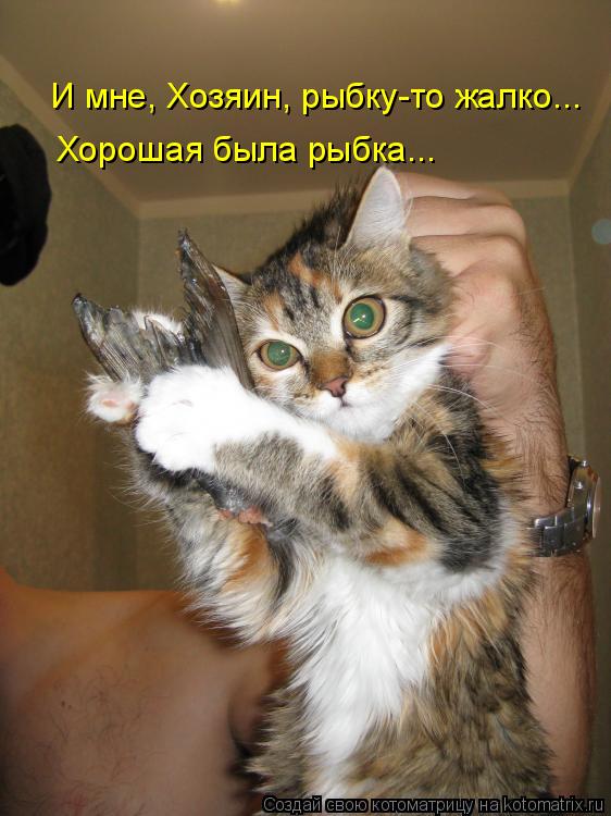 И мне, Хозяин, рыбку-то жалко... Хорошая была рыбка...... Котоматрица: И мне, Хозяин, рыбку-то жалко... Хорошая была рыбка...