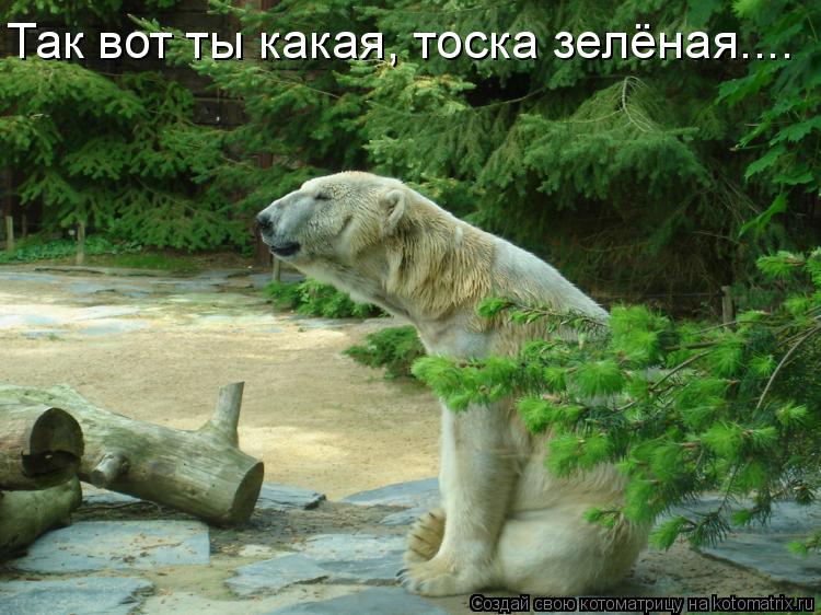 Так вот ты какая, тоска зелёная....... Котоматрица: Так вот ты какая, тоска зелёная....