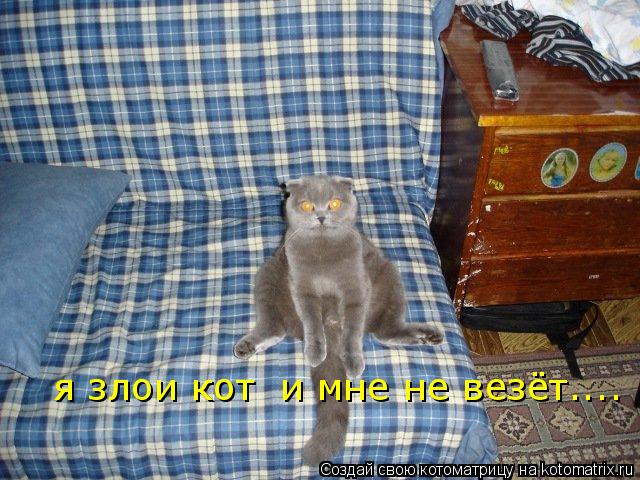 я злои кот и мне не везёт....... Котоматрица: я злои кот и мне не везёт....