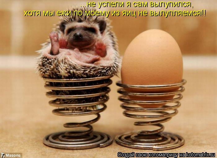 ...не успели я сам вылупился хотя мы ежи по моему из яиц не вылупляемся!! ,... Котоматрица: ...не успели я сам вылупился хотя мы ежи по моему из яиц не вылупляемся!! ,