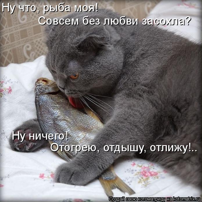 Ну что, рыба моя! Совсем без любви засохла? Ну ничего! Отогрею, отдышу, отлижу!..... Котоматрица: Ну что, рыба моя! Совсем без любви засохла? Ну ничего! Отогрею, отдышу, отлижу!..