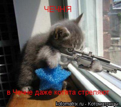 Котоматрица: ЧЕЧНЯ в Чечне даже котята стреляют