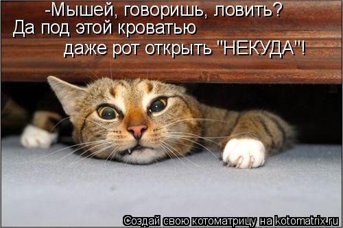 -Мышей, говоришь, ловить? Да под этой кроватью даже рот открыть "НЕКУДА"!... Котоматрица: -Мышей, говоришь, ловить? Да под этой кроватью даже рот открыть "НЕКУДА"!