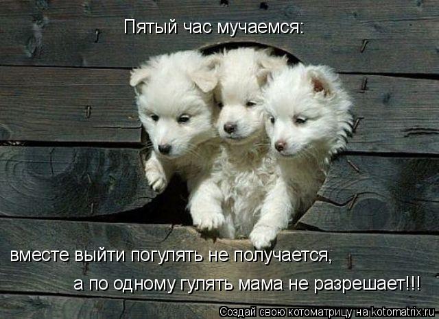 Пятый час мучаемся: вместе выйти погулять не получается, а по одному гулять мама не разрешает!!!... Котоматрица: Пятый час мучаемся: вместе выйти погулять не получается, а по одному гулять мама не разрешает!!!