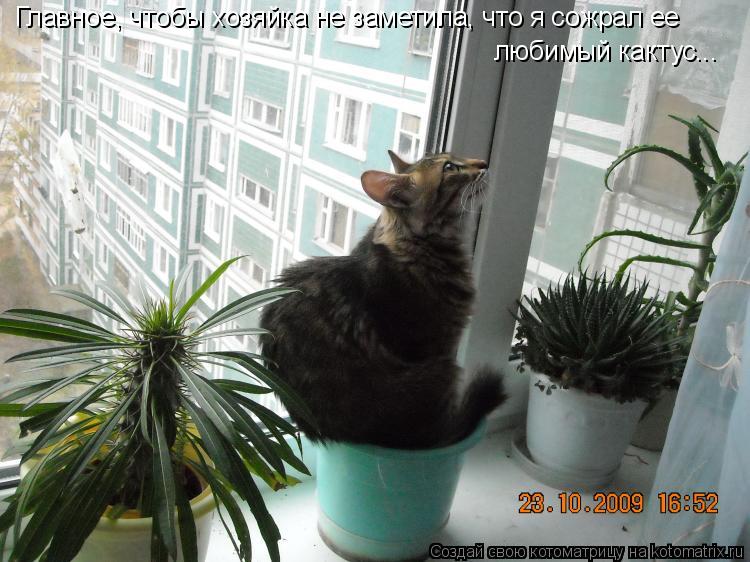 Главное, чтобы хозяйка не заметила, что я сожрал ее любимый кактус...... Котоматрица: Главное, чтобы хозяйка не заметила, что я сожрал ее любимый кактус...