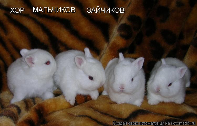 ХОР МАЛЬЧИКОВ ЗАЙЧИКОВ... Котоматрица: ХОР МАЛЬЧИКОВ ЗАЙЧИКОВ