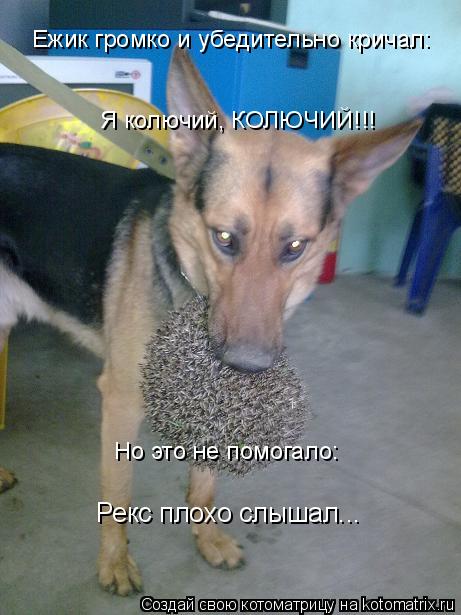 Ежик громко и убедительно кричал: Я колючий, КОЛЮЧИЙ!!! Но это не помогало: Рекс плохо слышал...... Котоматрица: Ежик громко и убедительно кричал: Я колючий, КОЛЮЧИЙ!!! Но это не помогало: Рекс плохо слышал...