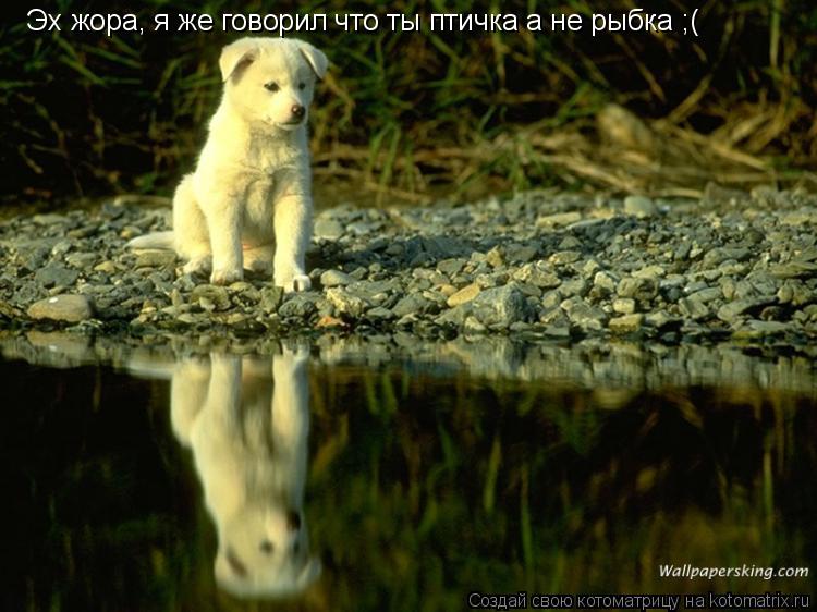 Эх жора, я же говорил что ты птичка а не рыбка ;(... Котоматрица: Эх жора, я же говорил что ты птичка а не рыбка ;(