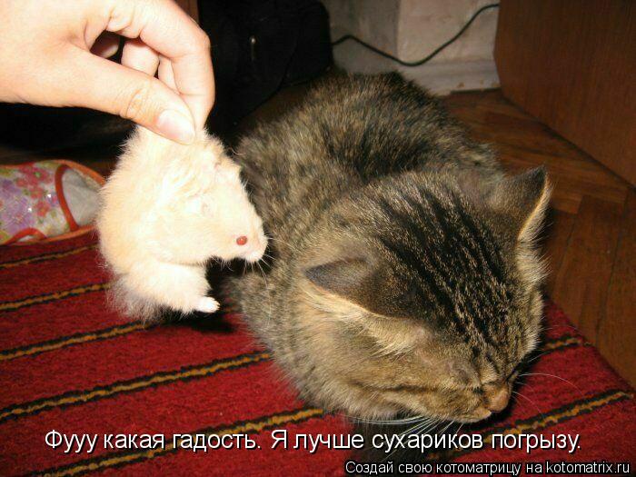 Фууу какая гадость. Я лучше сухариков погрызу.... Котоматрица: Фууу какая гадость. Я лучше сухариков погрызу.