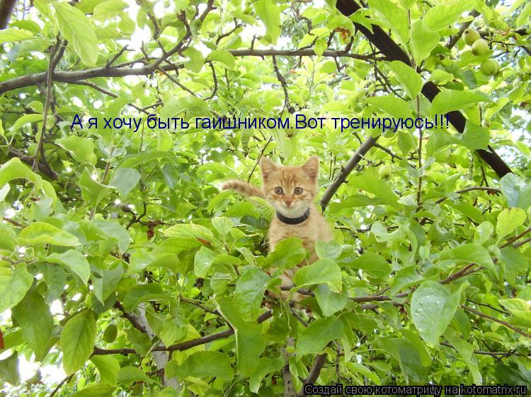 А я хочу быть гаишником.Вот тренируюсь!!!... Котоматрица: А я хочу быть гаишником.Вот тренируюсь!!!
