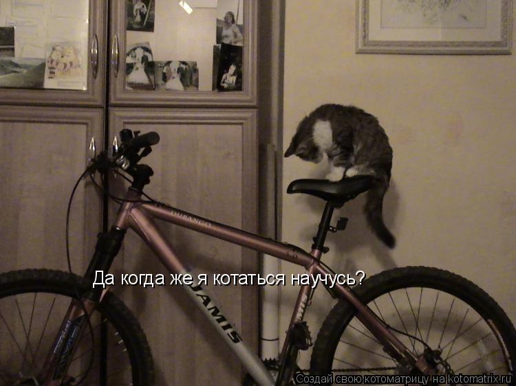 Да когда же я котаться научусь?... Котоматрица: Да когда же я котаться научусь?