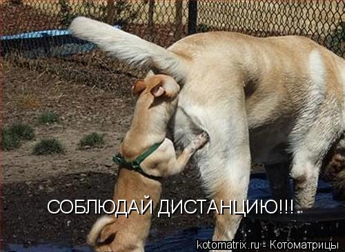 СОБЛЮДАЙ ДИСТАНЦИЮ!!!... Котоматрица: СОБЛЮДАЙ ДИСТАНЦИЮ!!!