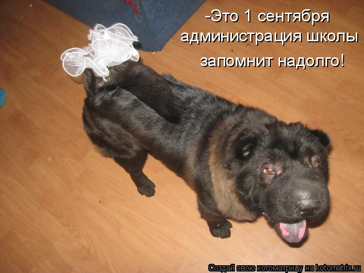 -Это 1 сентября администрация школы запомнит надолго!... Котоматрица: -Это 1 сентября администрация школы запомнит надолго!