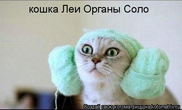 кошка Леи Органы Соло... Котоматрица: кошка Леи Органы Соло