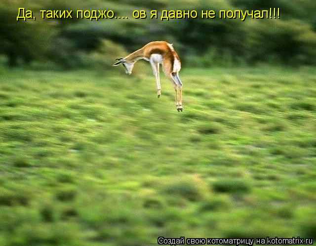 Да, таких поджо.... ов я давно не получал!!!... Котоматрица: Да, таких поджо.... ов я давно не получал!!!