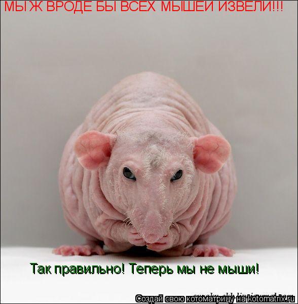 МЫ Ж ВРОДЕ БЫ ВСЕХ МЫШЕЙ ИЗВЕЛИ!!! Так правильно! Теперь мы не мыши!... Котоматрица: МЫ Ж ВРОДЕ БЫ ВСЕХ МЫШЕЙ ИЗВЕЛИ!!! Так правильно! Теперь мы не мыши!