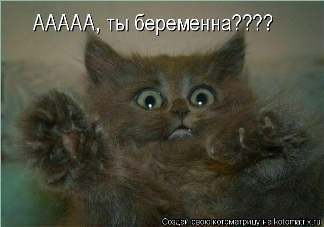ААААА, ты беременна????... Котоматрица: ААААА, ты беременна????