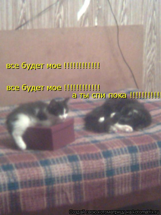 все будет мое !!!!!!!!!!!! все будет мое !!!!!!!!!!!! а ты спи пока !!!!!!!!!!!!... Котоматрица: все будет мое !!!!!!!!!!!! все будет мое !!!!!!!!!!!! а ты спи пока !!!!!!!!!!!!